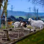 Polonez W Rymaniu