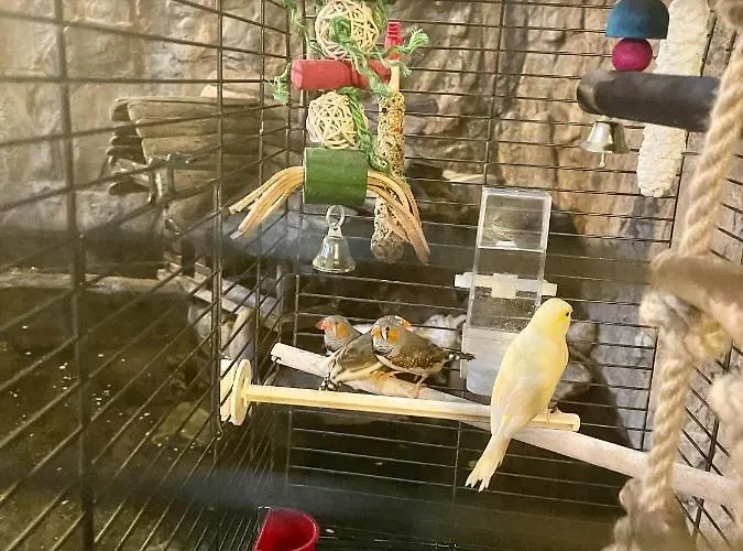 Polonez W Rymaniu Rymań